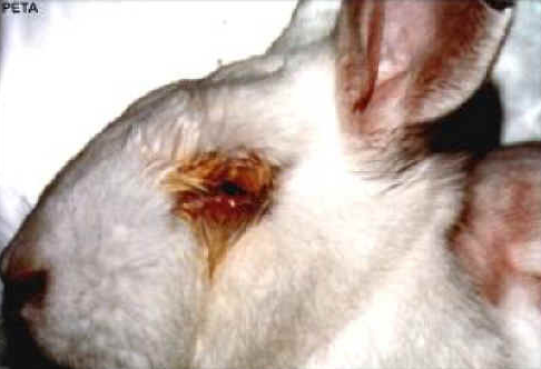 Chemical Free Makeup on An Example Of The Effect The Draize Test Had On This Rabbit